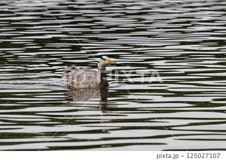 The bar-headed goose, Anser indicus seen in English Garden in Munich The bar-headed goose, Anser indicus seen in English Garden in Munich 125027107