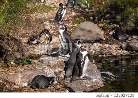 Humboldt Penguin, Spheniscus humboldti in a park Humboldt Penguin, Spheniscus humboldti in a park 125027129