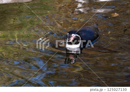 Humboldt Penguin, Spheniscus humboldti in a park 125027130
