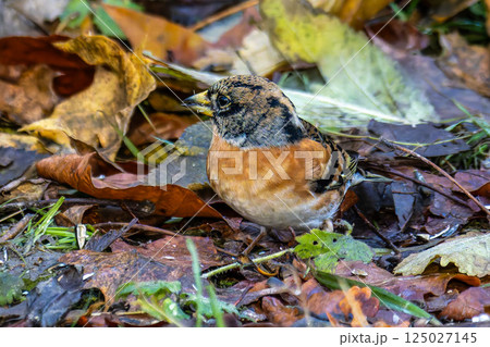 The chaffinch, Fringilla coelebs is a common and widespread small passerine bird in the finch family. 125027145
