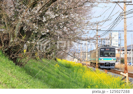 秩父鉄道「桜と菜の花咲く桜堤沿いを走る電車」 125027288