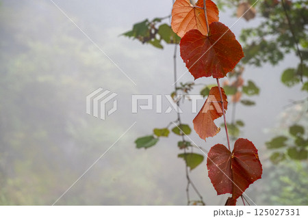 霧の深い山の中に浮かぶ赤く色づいたヤマブドウの葉 125027331
