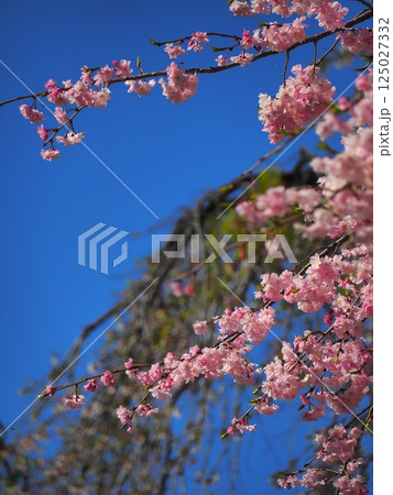 シダレザクラ シダレザクラ 125027332