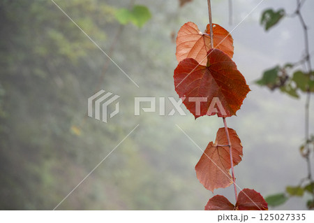 霧の深い山の中に浮かぶ赤く色づいたヤマブドウの葉 霧の深い山の中に浮かぶ赤く色づいたヤマブドウの葉 125027335