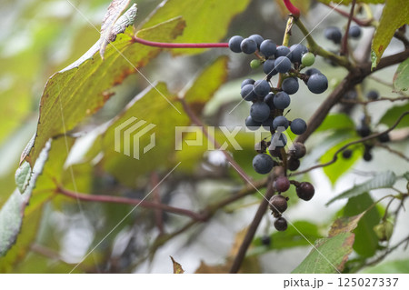 秋になって濃い紫色に熟したヤマブドウの果実 125027337