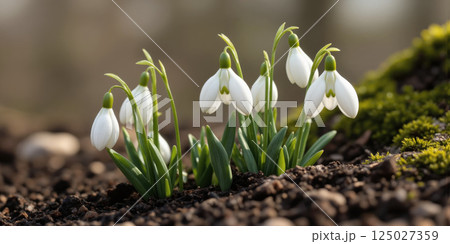 A cluster of delicate snowdrops emerging from the soft, damp earth, their white petals contrasted against the dark, rich soil 125027359
