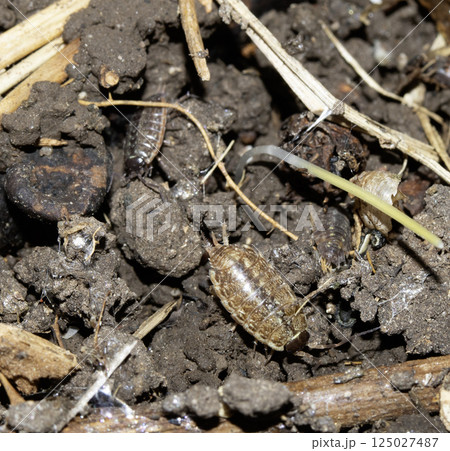 Close up of isopod woodlouse insect in natural soil 125027487
