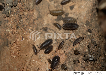 Close up of isopod woodlouse insect in natural soil Close up of isopod woodlouse insect in natural soil 125027488