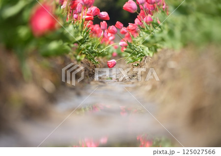 チューリップ畑に咲く色鮮やかなチューリップの花 125027566