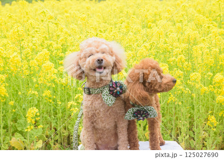 菜の花と犬 125027690
