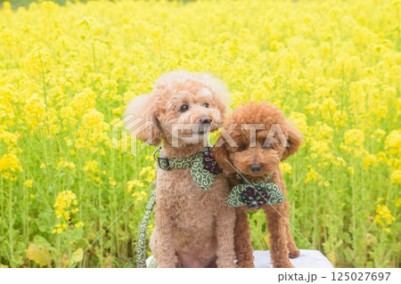 菜の花と犬 125027697