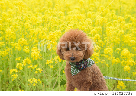 菜の花と犬 125027738