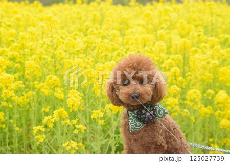 菜の花と犬 125027739