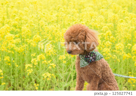 菜の花と犬 125027741