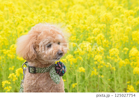 菜の花と犬 125027754
