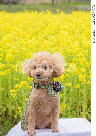 菜の花と犬 125027773