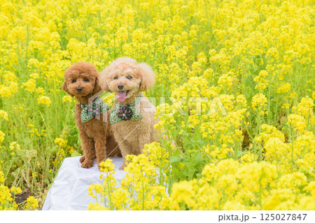 犬と菜の花 125027847