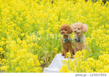 犬と菜の花 125027859