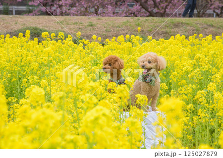 犬と菜の花 犬と菜の花 125027879