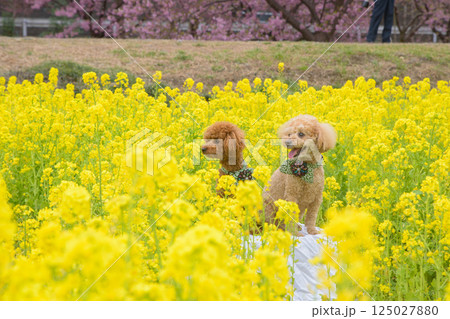 犬と菜の花 犬と菜の花 125027880