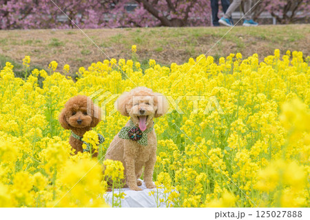 犬と菜の花 125027888
