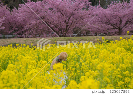 犬と菜の花 125027892