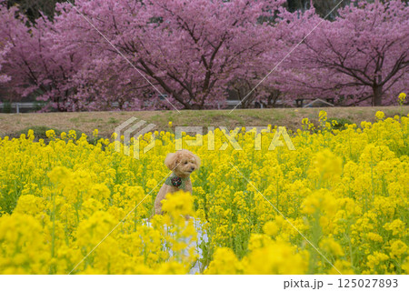 犬と菜の花 125027893