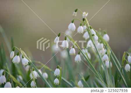 スノーフレーク　スズランスイセン 125027936