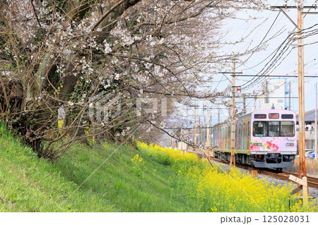秩父鉄道「桜と菜の花咲く桜堤沿いを走る花柄の電車」 125028031