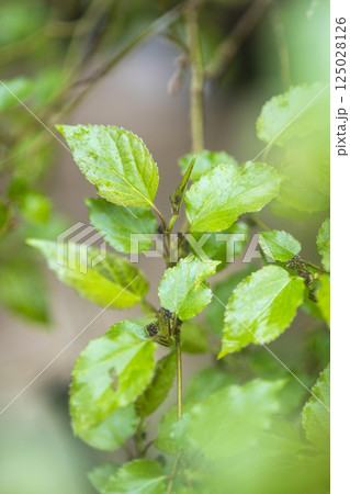 雨に濡れた桑の若葉 雨に濡れた桑の若葉 125028126
