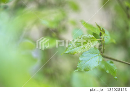 雨に濡れた桑の若葉 雨に濡れた桑の若葉 125028128