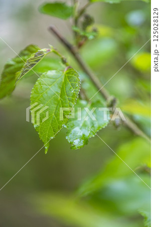 雨に濡れた桑の若葉 雨に濡れた桑の若葉 125028129