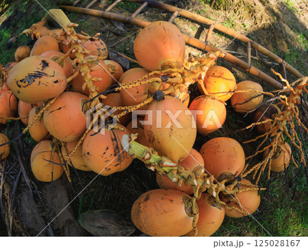 Harvest yellow coconut fruits in hainan, China Harvest yellow coconut fruits in hainan, China 125028167