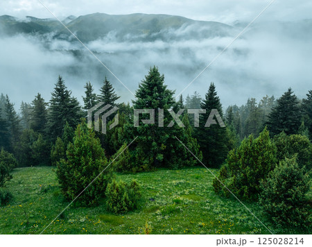 Aerial view of forest and grassland landscape in fog and rain Aerial view of forest and grassland landscape in fog and rain 125028214