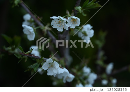 さくらんぼの花 さくらんぼの花 125028356