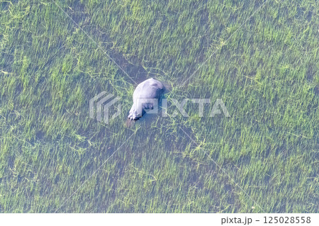 Aerial shot of an hippopotamus submerged in the Okavango Delta Aerial shot of an hippopotamus submerged in the Okavango Delta 125028558