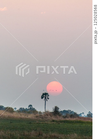 Sunset in the Okavango Sunset in the Okavango 125028568
