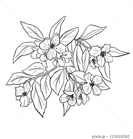 Spring Blossom Branch Japanese Sakura Line Art 125028592
