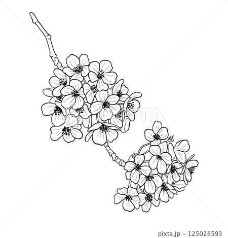 Cherry Blossom Japanese Branch Vector Line Art 125028593
