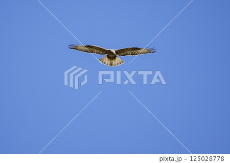 Wildlife - Birds. Common kestrels can be seen in mountains, valleys, forest edges, steppes, agricultural areas, sea coasts and even cities. They usually feed on small mammals such as voles and moles. 125028778