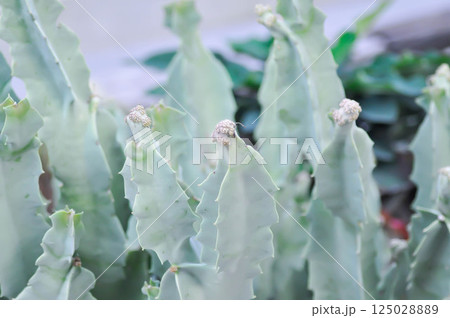 Caralluma speciosa or Caralluma or Caralluma fimbriata with flower 125028889