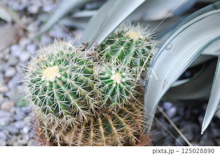 Golden barrel cactus or cactus plant or succulent Golden barrel cactus or cactus plant or succulent 125028890