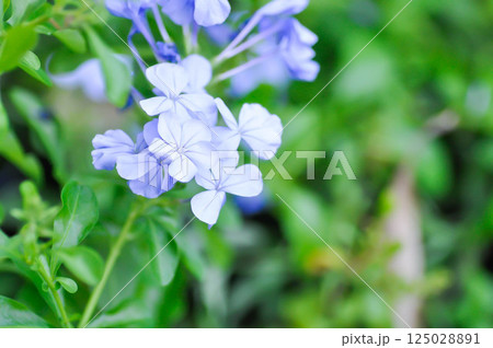 Cape leadwort, PLUMBAGINACEAE or Plumbago auriculata Lam 125028891