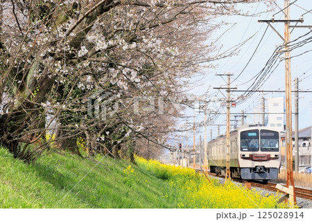 秩父鉄道「桜と菜の花咲く桜堤沿いを走る急行電車」秩父路 125028914