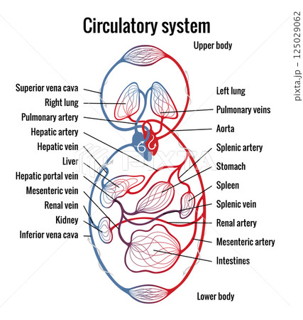 Human bloodstream or circulatory system with captions. Pulmonary circulation in lungs and heart to other internal organ. Blood vessels scheme. Medical infographic, vector diagram Human bloodstream or circulatory system with captions. Pulmonary circulation in lungs and heart to other internal organ. Blood vessels scheme. Medical infographic, vector diagram 125029062