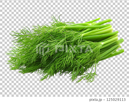 Vibrant bunch of fresh dill, showcasing its bright green hue and delicate feathery texture.  Perfect for culinary, health, or springthemed projects. 125029113