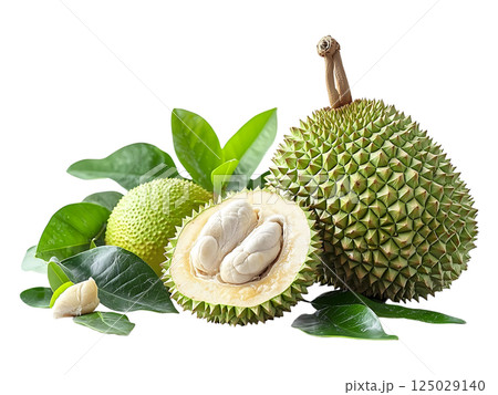 Vibrant image of a durian and breadfruit, artfully arranged with lush green leaves on a pristine white background. Vibrant image of a durian and breadfruit, artfully arranged with lush green leaves on a pristine white background. 125029140