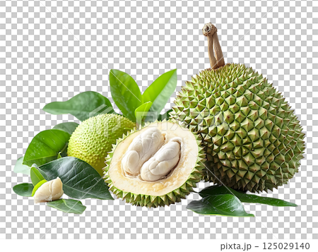Vibrant image of a durian and breadfruit, artfully arranged with lush green leaves on a pristine white background. Vibrant image of a durian and breadfruit, artfully arranged with lush green leaves on a pristine white background. 125029140
