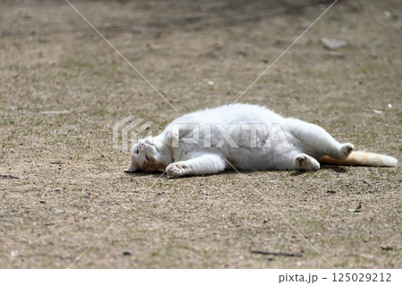 寝ころぶ猫  イメージ 125029212