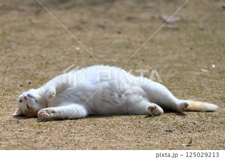 寝ころぶ猫 イメージ 寝ころぶ猫 イメージ 125029213